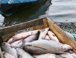 Коренным народам Югры урезали объемы вылова ценной рыбы Коренным народам Югры урезали объемы вылова ценной рыбы