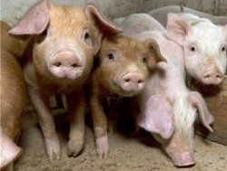 О реализации мероприятий по недопущению заноса и распространения вируса АЧС на территории Республики Мордовия в мае 2014 года О реализации мероприятий по недопущению заноса и распространения вируса АЧС на территории Республики Мордовия в мае 2014 года