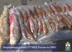 В Астраханской области транспортная полиция изъяла незаконно добытых 34 стерляди и двух русских осетров В Астраханской области транспортная полиция изъяла незаконно добытых 34 стерляди и двух русских осетров
