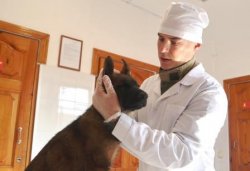 Ветеринары Росгвардии в Тюмени отмечают день образования ветеринарно-санитарной службы ведомства Ветеринары Росгвардии в Тюмени отмечают день образования ветеринарно-санитарной службы ведомства