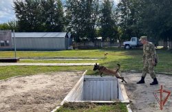 Кинологи Росгвардии приступили к профессиональной подготовке в Тюмени Кинологи Росгвардии приступили к профессиональной подготовке в Тюмени