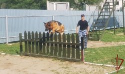 Кинологи Росгвардии приступили к профессиональной подготовке в Тюмени Кинологи Росгвардии приступили к профессиональной подготовке в Тюмени