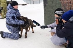 Корреспонденты ямальской телекомпании рассказали о подготовке специалистов-кинологов Росгвардии (ВИДЕО) Корреспонденты ямальской телекомпании рассказали о подготовке специалистов-кинологов Росгвардии (ВИДЕО)
