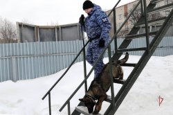 Корреспонденты ямальской телекомпании рассказали о подготовке специалистов-кинологов Росгвардии (ВИДЕО) Корреспонденты ямальской телекомпании рассказали о подготовке специалистов-кинологов Росгвардии (ВИДЕО)