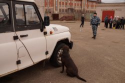 В Новгородской области учащиеся нескольких школ познакомились с работой полицейских-кинологов и служебных собак В Новгородской области учащиеся нескольких школ познакомились с работой полицейских-кинологов и служебных собак