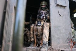 В Росгвардии возрождают традиции ведомственной кинологии В Росгвардии возрождают традиции ведомственной кинологии