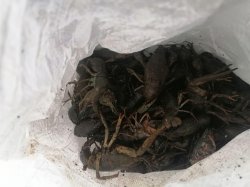 В Сызрани передано в суд уголовное дело о незаконной добыче водных биологических ресурсов В Сызрани передано в суд уголовное дело о незаконной добыче водных биологических ресурсов