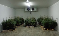 В Калининградскую область в преддверии Нового года поступило 820 штук рождественских деревьев В Калининградскую область в преддверии Нового года поступило 820 штук рождественских деревьев