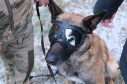 Росгвардейский Дед Мороз раскрыл юной орловчанке секреты дрессировки служебных собак Росгвардейский Дед Мороз раскрыл юной орловчанке секреты дрессировки служебных собак