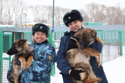 Пять щенков немецкой овчарки из племенного питомника ГУФСИН Кузбасса отправились на службу в УФСИН России по Алтайскому краю Пять щенков немецкой овчарки из племенного питомника ГУФСИН Кузбасса отправились на службу в УФСИН России по Алтайскому краю