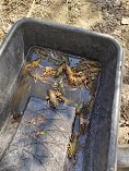 В Сызрани транспортные полицейские продолжают работу по выявлению фактов браконьерства В Сызрани транспортные полицейские продолжают работу по выявлению фактов браконьерства
