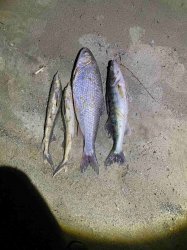 На реке Дон пресечен факт незаконной добычи водных биоресурсов На реке Дон пресечен факт незаконной добычи водных биоресурсов