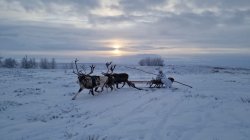 Сотрудник Росгвардии из Нарьян-Мара принял участие во Всероссийской научно-практической конференции Сотрудник Росгвардии из Нарьян-Мара принял участие во Всероссийской научно-практической конференции