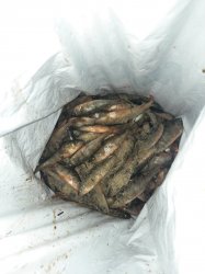 Браконьеры на Дону пойманы с раками. За удовольствие придется заплатить 290 тысяч рублей Браконьеры на Дону пойманы с раками. За удовольствие придется заплатить 290 тысяч рублей