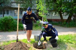 Рябиновая аллея судебных приставов в Калуге Рябиновая аллея судебных приставов в Калуге