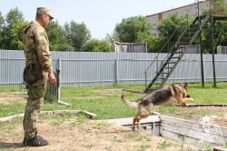 Чемпионат Уральского округа Росгвардии по многоборью кинологов стартовал в Тюмени Чемпионат Уральского округа Росгвардии по многоборью кинологов стартовал в Тюмени