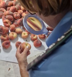 В Калининграде провели карантинное обеззараживание 4 гружёных КамАЗов заражённых турецких и сербских фруктов В Калининграде провели карантинное обеззараживание 4 гружёных КамАЗов заражённых турецких и сербских фруктов