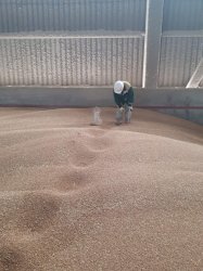 Более миллиона тонн растительной продукции проконтролировано Россельхознадзором при вывозе из Калининградской области Более миллиона тонн растительной продукции проконтролировано Россельхознадзором при вывозе из Калининградской области