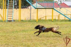 Генерал-полковник Алексей Воробьев посетил Кинологический центр Росгвардии Генерал-полковник Алексей Воробьев посетил Кинологический центр Росгвардии