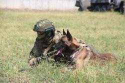 Кинологи спецназа «Ирбис» провели тренировку со служебной собакой Громом ко Дню фронтовой собаки Кинологи спецназа «Ирбис» провели тренировку со служебной собакой Громом ко Дню фронтовой собаки