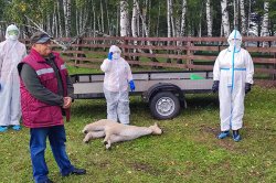 Специалисты ветеринарной службы ИК-31, КП-19, КТБ-1 приняли участие в межрегиональных учениях по ликвидации условного очага опасного заболевания -ящур Специалисты ветеринарной службы ИК-31, КП-19, КТБ-1 приняли участие в межрегиональных учениях по ликвидации условного очага опасного заболевания -ящур