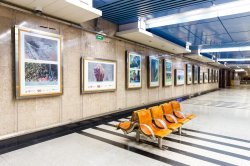В московском метро открылась фотовыставка, посвященная 80-летию Приокско-Террасного заповедника В московском метро открылась фотовыставка, посвященная 80-летию Приокско-Террасного заповедника