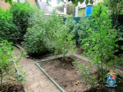 Незаконное культивирование конопли и хранение наркотиков пресечено транспортной полицией Таганрога Незаконное культивирование конопли и хранение наркотиков пресечено транспортной полицией Таганрога