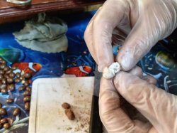 Сотрудники Исправительной колонии № 2 УФСИН России по Томской области  пресекли доставку наркотиков  Сотрудники Исправительной колонии № 2 УФСИН России по Томской области  пресекли доставку наркотиков