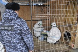 На Ямале Росгвардия провела учения по ликвидации условного очага инфекционного заболевания животных На Ямале Росгвардия провела учения по ликвидации условного очага инфекционного заболевания животных