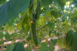 � ���-37 � ������ �������� ������� ����� 500 �� �������